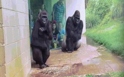 Video gia đình khỉ đột hớt hải tìm chỗ trú mưa như người gây sốt ở Mỹ