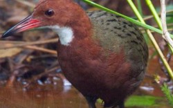 Ấn Độ: Loài chim đã tuyệt chủng "hồi sinh" sau 136.000 năm