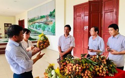 Vải chín sớm Phương Nam chính thức đạt chứng nhận VietGAP