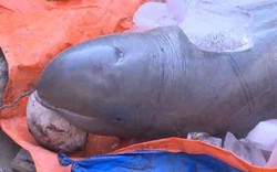 Bến Tre: Dân bắt được cá lạ nặng 150kg trên sông Cổ Chiên