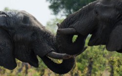 Zimbabwe kiếm bộn tiền từ bán voi cho Trung Quốc, Dubai