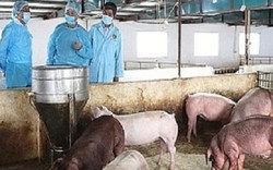 Khánh Hòa: Lần đầu xuất hiện dịch tả lợn châu Phi