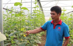 Huyện Bát Xát (Lào Cai): Có 1.850 hộ nông dân giỏi