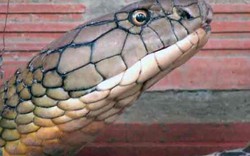 Vụ rắn khổng lồ 60kg dưới chân núi Cấm (An Giang): Là hổ mang chúa?