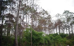 Thông tin mới vụ hơn 10 ha rừng thông bị "đầu độc"