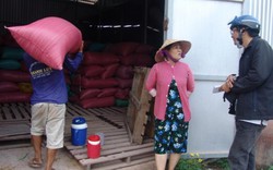 HTX Thạnh Phú nợ nông dân 13 tỷ đồng mua lúa, hàng trăm hộ bấn loạn