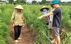 7X “liều mình” trồng rau "Hoàng đế" trên đất lúa, bán 80 ngàn/kg