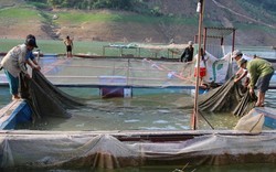 Nậm Giôn nuôi toàn cá ngon trên hồ sông Đà mà dần khấm khá