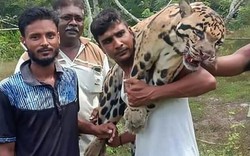 Phẫn nộ cảnh báo gấm cực kỳ quý hiếm bị thợ săn giết hại dã man ở Malaysia