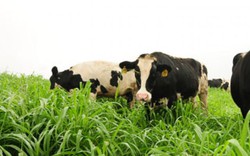Việt Nam sẽ thành cường quốc chăn nuôi bò sữa với nửa triệu con