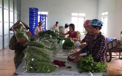 Nông dân “bắt tay” DN sản xuất rau an toàn theo chuỗi