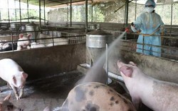 TT-Huế: Thêm 3 ổ dịch tả lợn châu Phi sau 6 ngày công bố hết dịch