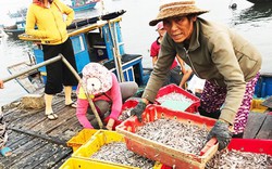 Quảng Nam: Chong đèn lưới bắt cá cơm, 1 tối kiếm 100 triệu đồng