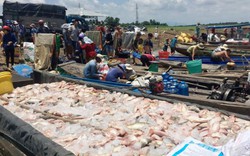 Đồng Nai: Hàng trăm tấn cá chết trên sông La Ngà là do... mưa to