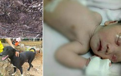 Thái Lan: Mẹ chôn sống bé sơ sinh, chó đến cứu mạng