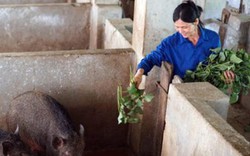 Giá heo hơi: Lợn rừng sọc lửa đắt hàng trong tâm “bão dịch” tả