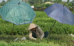 Ảnh, clip: Nông dân mang "bảo bối" chống nắng 40 độ C ra đồng