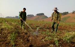 Sơn La: Sâu lạ "gặm nát" vườn ngô non, ăn cụt cả ngọn