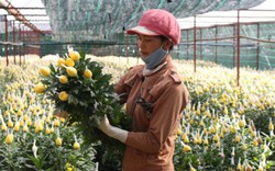 Thạc sĩ sinh học hiến kế  cứu vườn hoa cúc khỏi bệnh virus