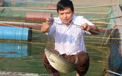 Từ núi xuống sông Đà nuôi cá đặc sản mà khấm khá hẳn lên