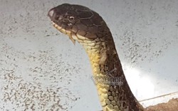 Hình ảnh mới đầy bất ngờ về cặp rắn hổ mây khủng ở An Giang