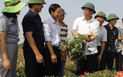 Chủ tịch UBND tỉnh Quảng Trị lội ruộng xem loài sâm Bố Chính