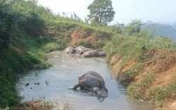 Hòa Bình: 5 con trâu mộng chết bất thường nổi trên vũng nước