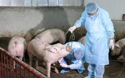 Bộ NNPTNT yêu cầu Hải Dương làm rõ việc khai khống tiêu hủy lợn