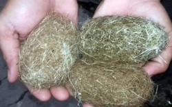 Dân phát hiện 3 "vật thể lạ" nghi "cát lợn" ở An Giang