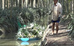 Kiên Giang: Khóm Tắc Cậu trái vụ giá tăng mạnh, cả làng vui