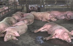 Nóng: Địa phương thứ 2 ở miền Tây xuất hiện ổ dịch tả lợn châu Phi