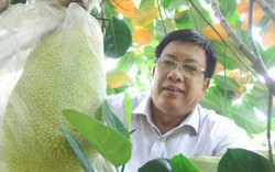 Khắp nơi trồng mít Thái, ngành trồng trọt hối hả đi chấn chỉnh