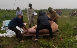 Dịch tả lợn châu Phi tàn phá trang trại lớn: Thiệt hại khủng khiếp