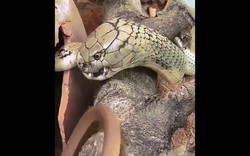 Video: Kết cục của rắn chuột khi giỡn mặt hổ mang chúa khổng lồ