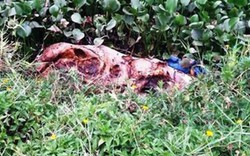 TT- Huế: Dịch tả lợn châu Phi sắp lan kín 9 huyện, xác lợn vứt bừa bãi