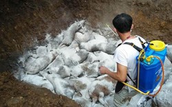 Điện Biên: Huyện thứ 8 có ổ dịch tả lợn châu Phi, chết 36 con lợn