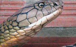Tin mới về nơi thả cặp rắn hổ mang chúa ở An Giang: Sẽ giữ bí mật