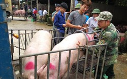 Bất ngờ: Chợ lợn lớn nhất miền Bắc xôn xao mua bán giữa "bão" dịch