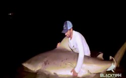Video: Bắt cá mập quái vật nguy hiểm nhất thế giới nặng gần 2 tạ ở Mỹ
