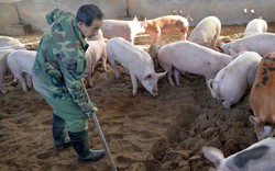 Mới: Trung Quốc thử nghiệm lâm sàng vắc xin dịch tả lợn châu Phi