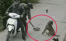 VIDEO: Cận cảnh "cẩu tặc" dùng súng điện trộm chó trong tích tắc