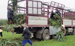 Trồng ngô sinh khối 1 năm làm 3-4 vụ, nhàn mà có thu nhập khá