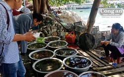 Quảng Nam: Tận diệt hải sản ở Cù Lao Chàm-điếc không sợ súng