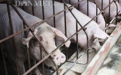 Dabaco phủ nhận có lợn bị dịch tả heo vẫn được cấp giấy kiểm dịch