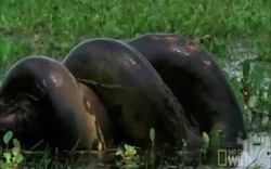 Video: Trăn anaconda khổng lồ đoạt mạng chuột lớn nhất thế giới to như lợn