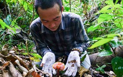 Săn loài nấm quý hơn nhân sâm, phơi khô bán giá cao gấp 3 lần