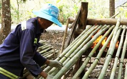 Nghề lạ ở An Giang: Đốt lửa nướng tầm vông ở vùng Bảy Núi