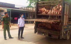 Lại phát hiện xe chở 60 con lợn ốm từ Hà Nam vào Thanh Hóa tiêu thụ