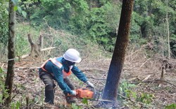 Khai thác rừng theo tiêu chuẩn FSC có gì đặc biệt?