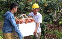 Trung Quốc "đặt chỗ" 36 mã số vùng trồng vải thiều Lục Ngạn
